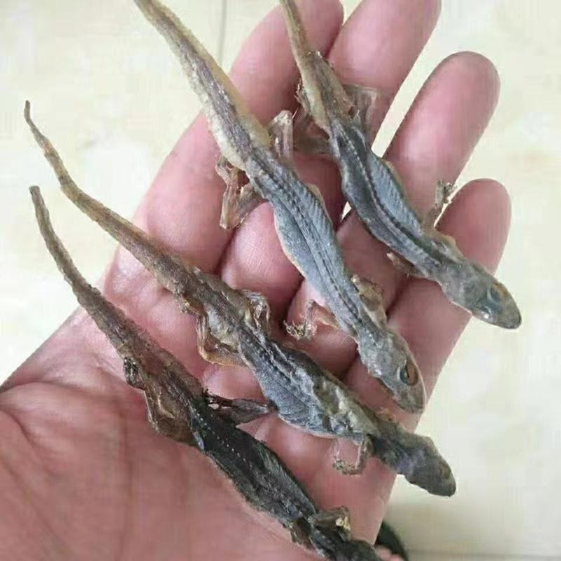 正品中药材爬墙虫壁虎干守宫天龙干可免费打粉多规