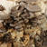 精品蘑菇鲜平菇基地直销欢迎全国各地客商合作