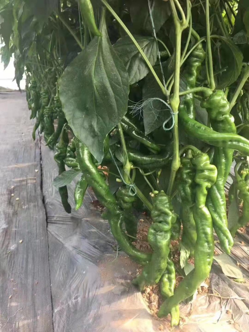 陇椒苗越冬螺丝椒苗耐低温抗病商品性好易成活