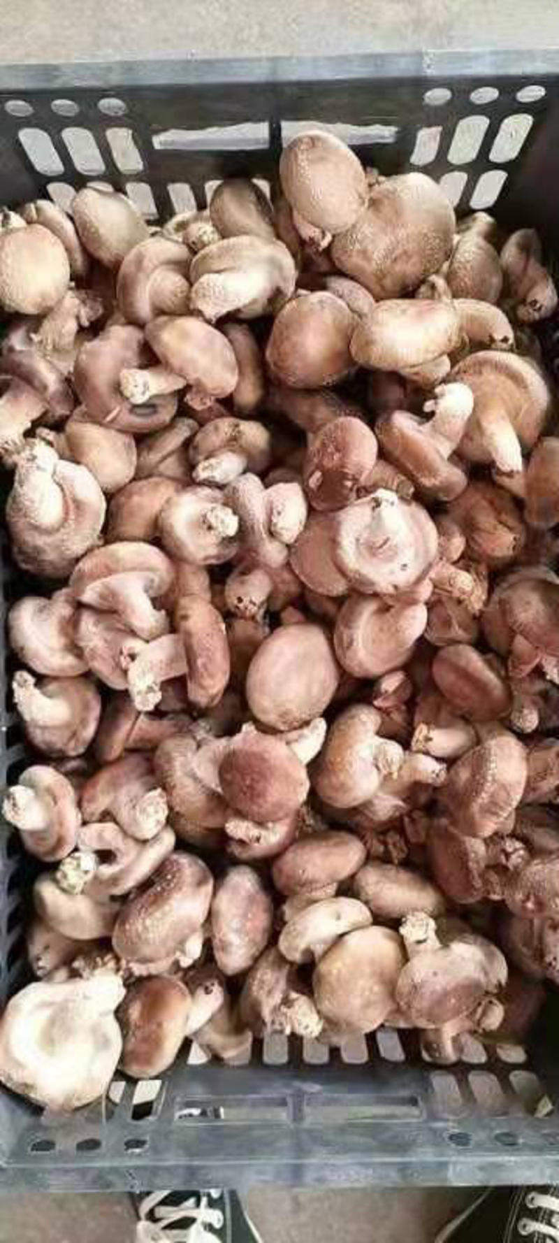 香菇，基地直供，价低，量大，质高，支持一件代发！
