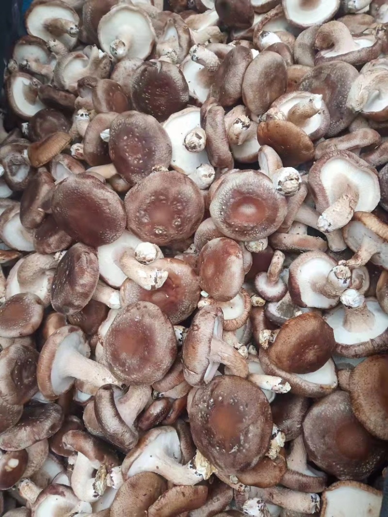 香菇，基地直供，价低，量大，质高，支持一件代发！