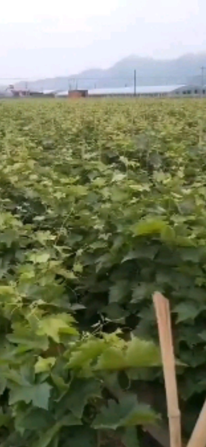 优质蓝宝石葡萄苗店铺所有葡萄苗全是自家繁殖诚信经营