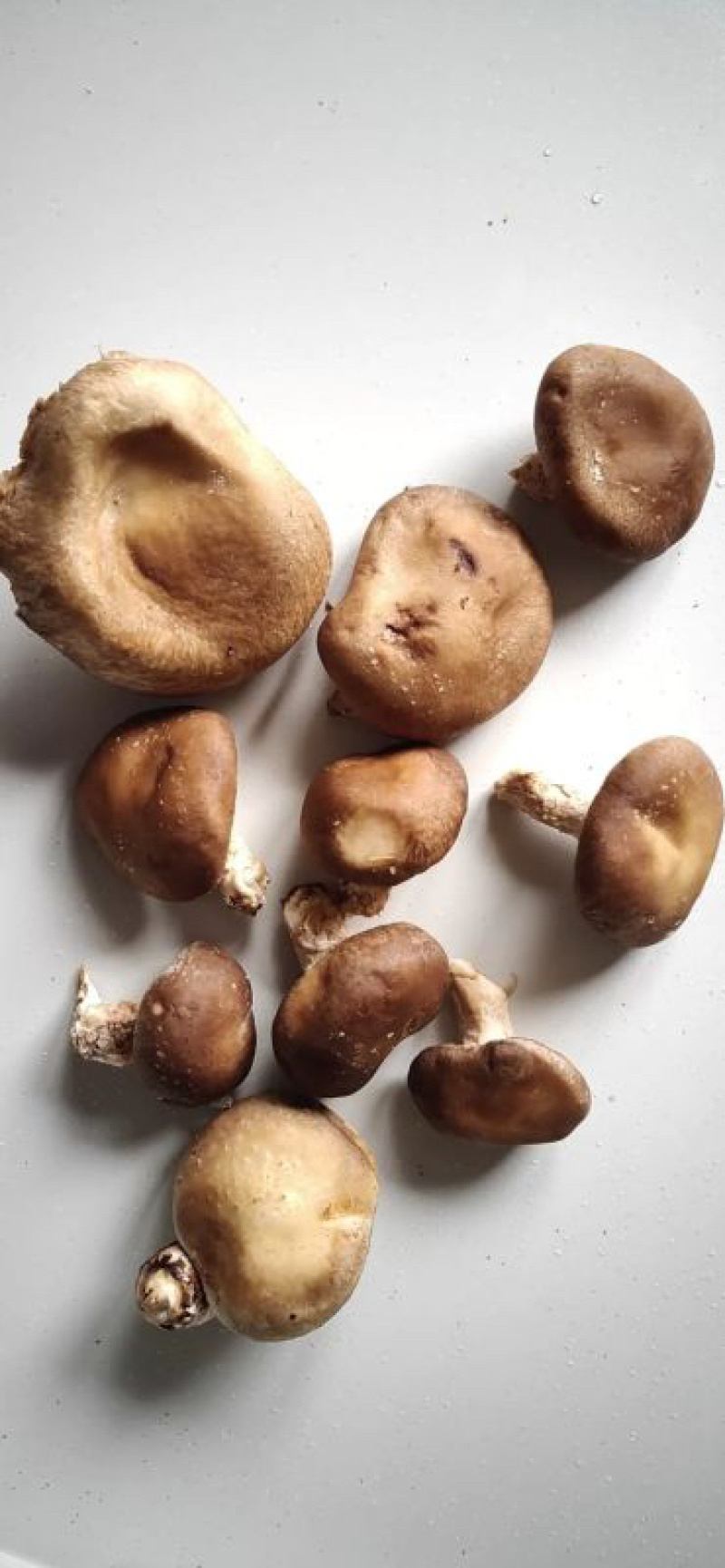 香菇，基地直供，价低，量大，质高，支持一件代发！