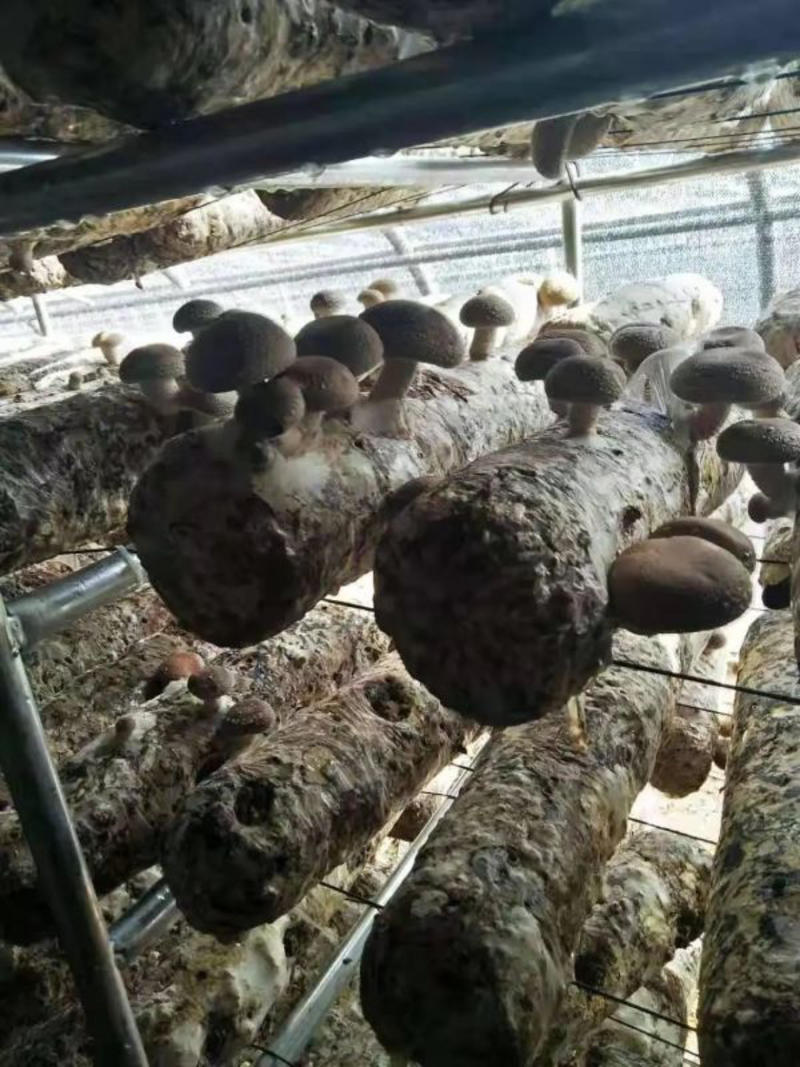 香菇，基地直供，价低，量大，质高，支持一件代发！