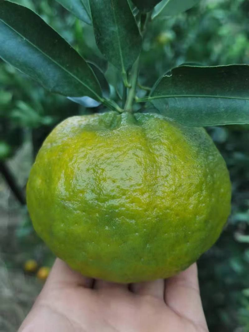 沙糖桔