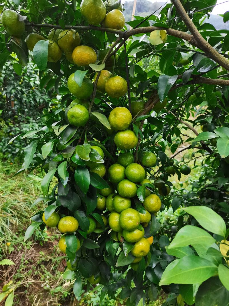 沙糖桔