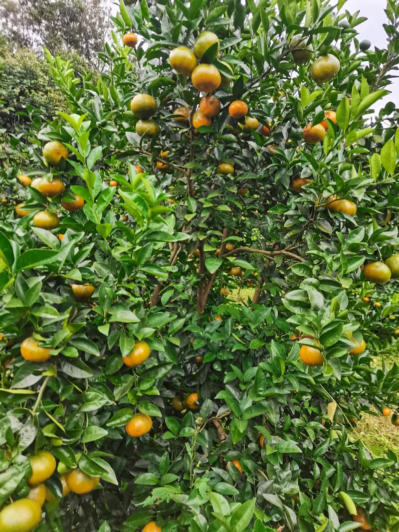 沙糖桔