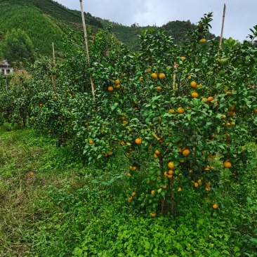 沙糖桔