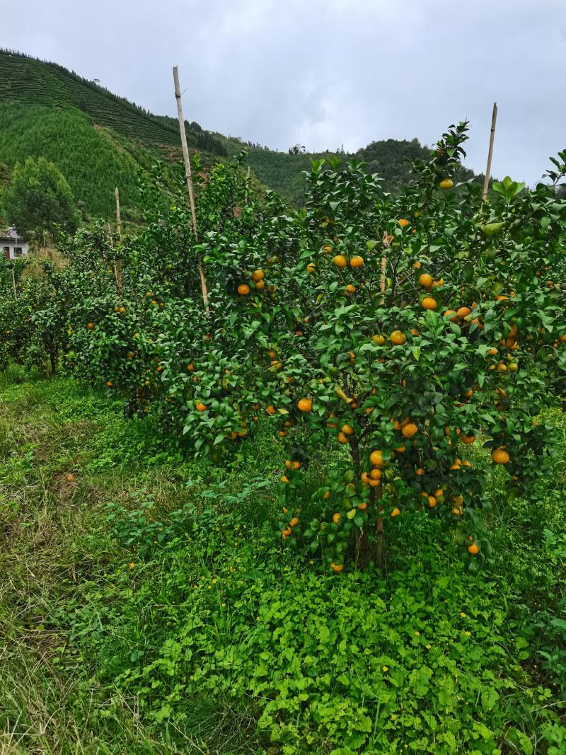 沙糖桔