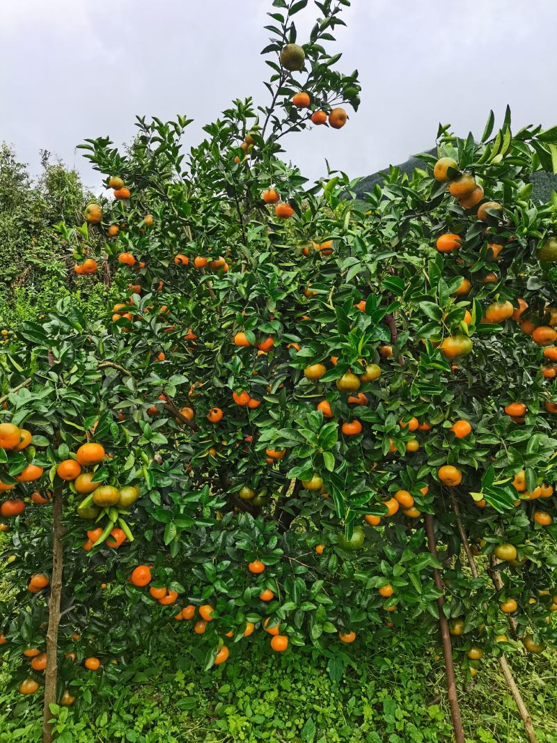 沙糖桔
