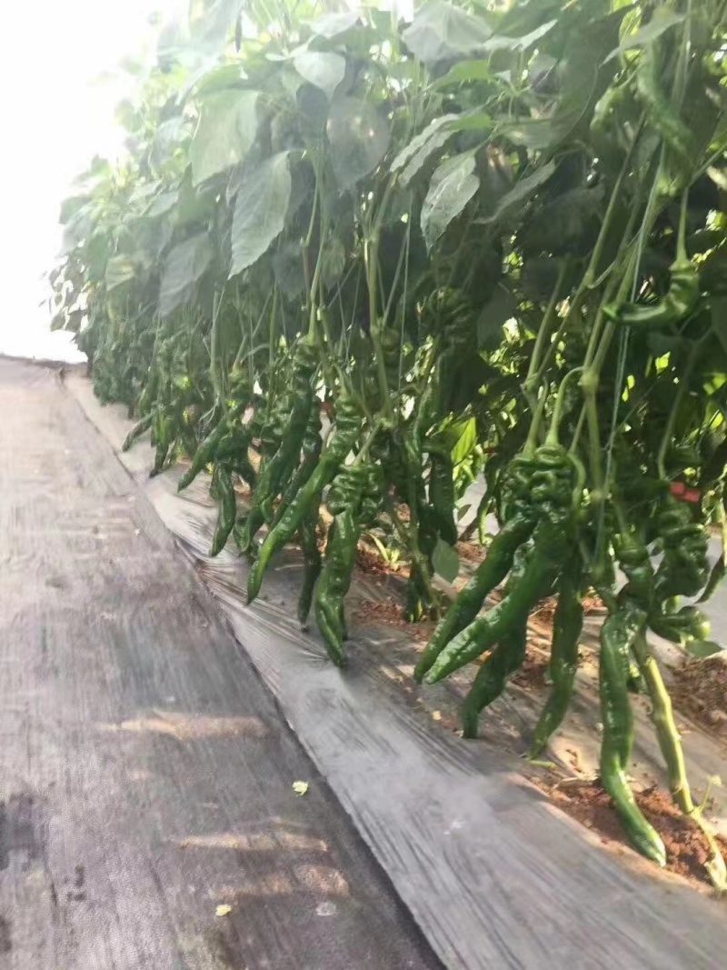 螺丝椒苗陇椒苗大果越夏螺丝椒苗嫁接辣椒苗批发