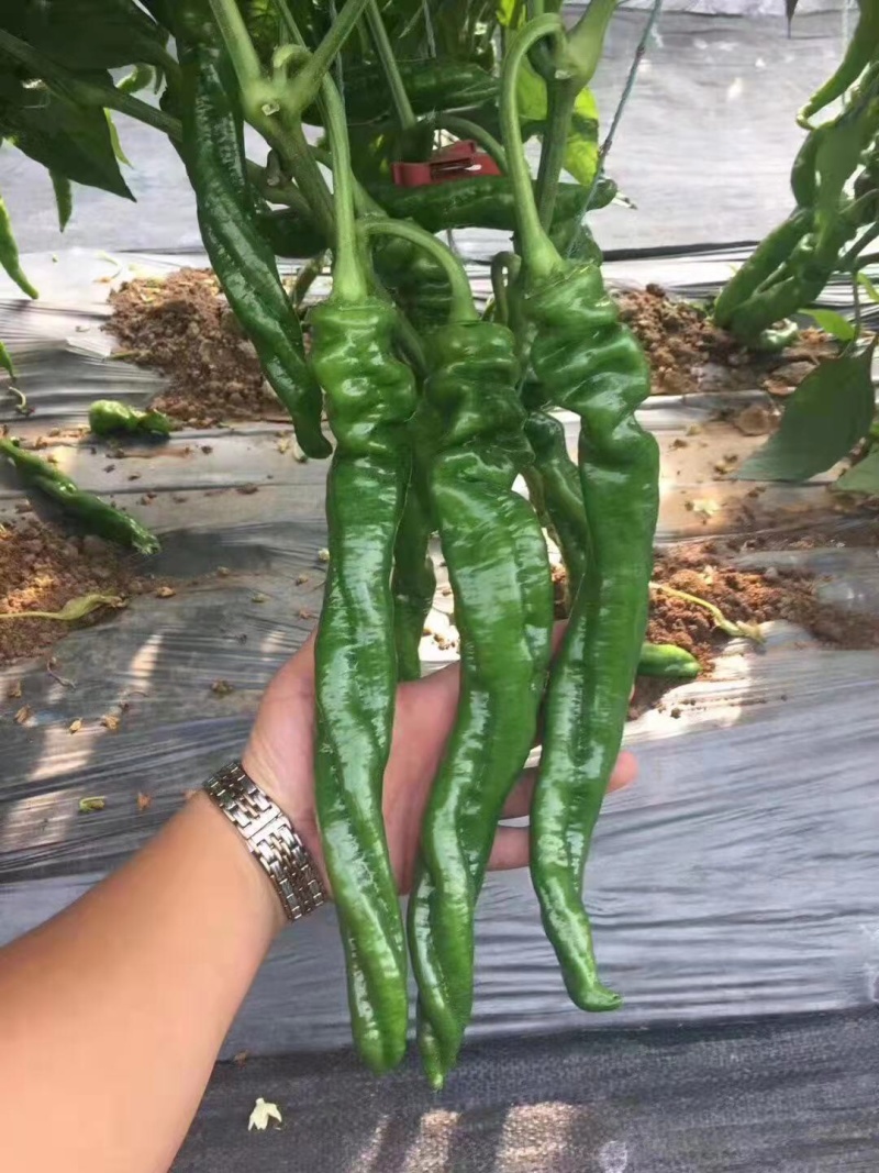 螺丝椒苗陇椒苗大果越夏螺丝椒苗嫁接辣椒苗批发