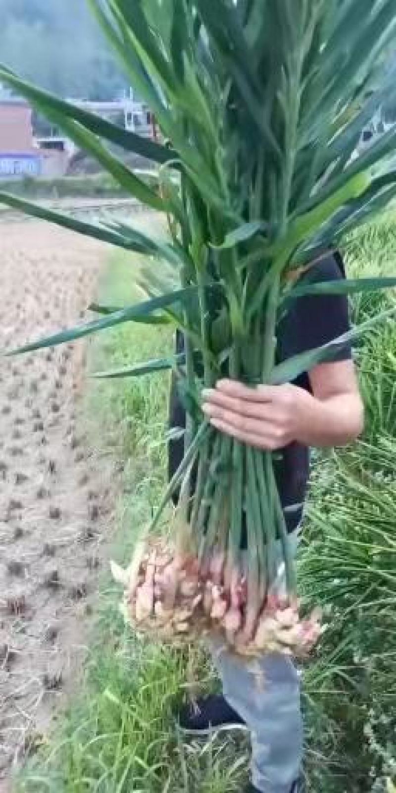 贵州正宗，二黄姜，口感，辣味十足，欢迎各位老板前来订，
