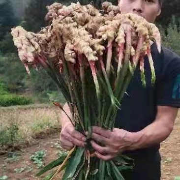 贵州正宗，二黄姜，口感，辣味十足，欢迎各位老板前来订，