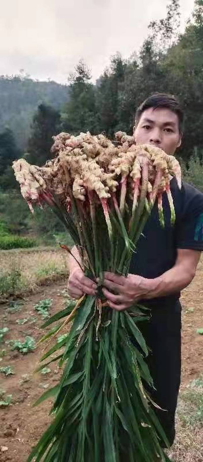 贵州正宗，二黄姜，口感，辣味十足，欢迎各位老板前来订，