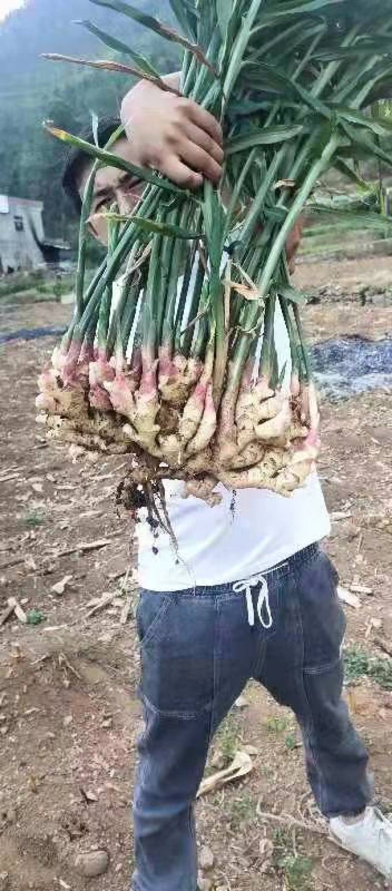 贵州正宗，二黄姜，口感，辣味十足，欢迎各位老板前来订，