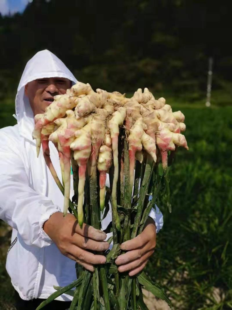贵州正宗，二黄姜，口感，辣味十足，欢迎各位老板前来订，
