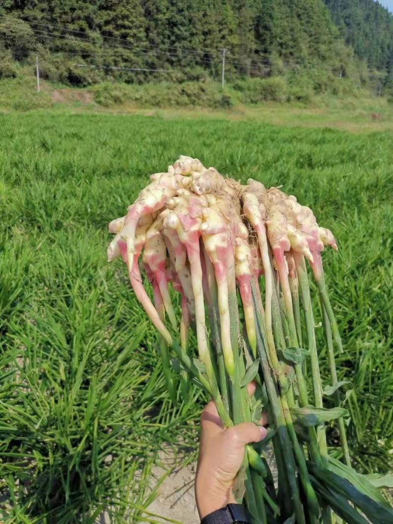 贵州正宗，二黄姜，口感，辣味十足，欢迎各位老板前来订，