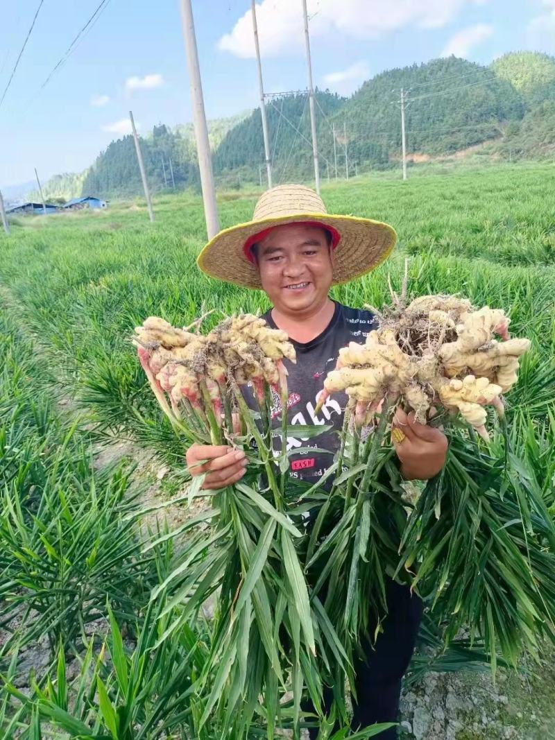 贵州正宗，二黄姜，口感，辣味十足，欢迎各位老板前来订，