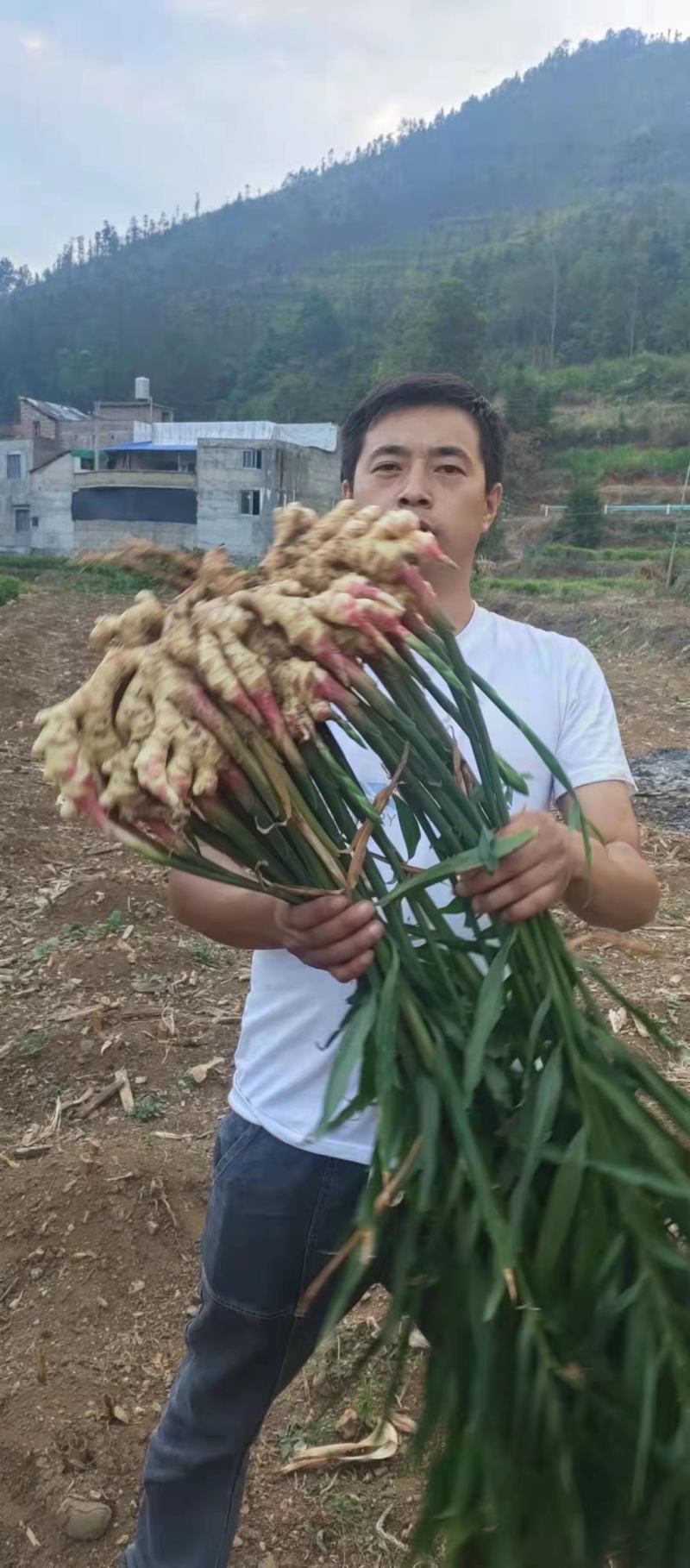 贵州正宗，二黄姜，口感，辣味十足，欢迎各位老板前来订，