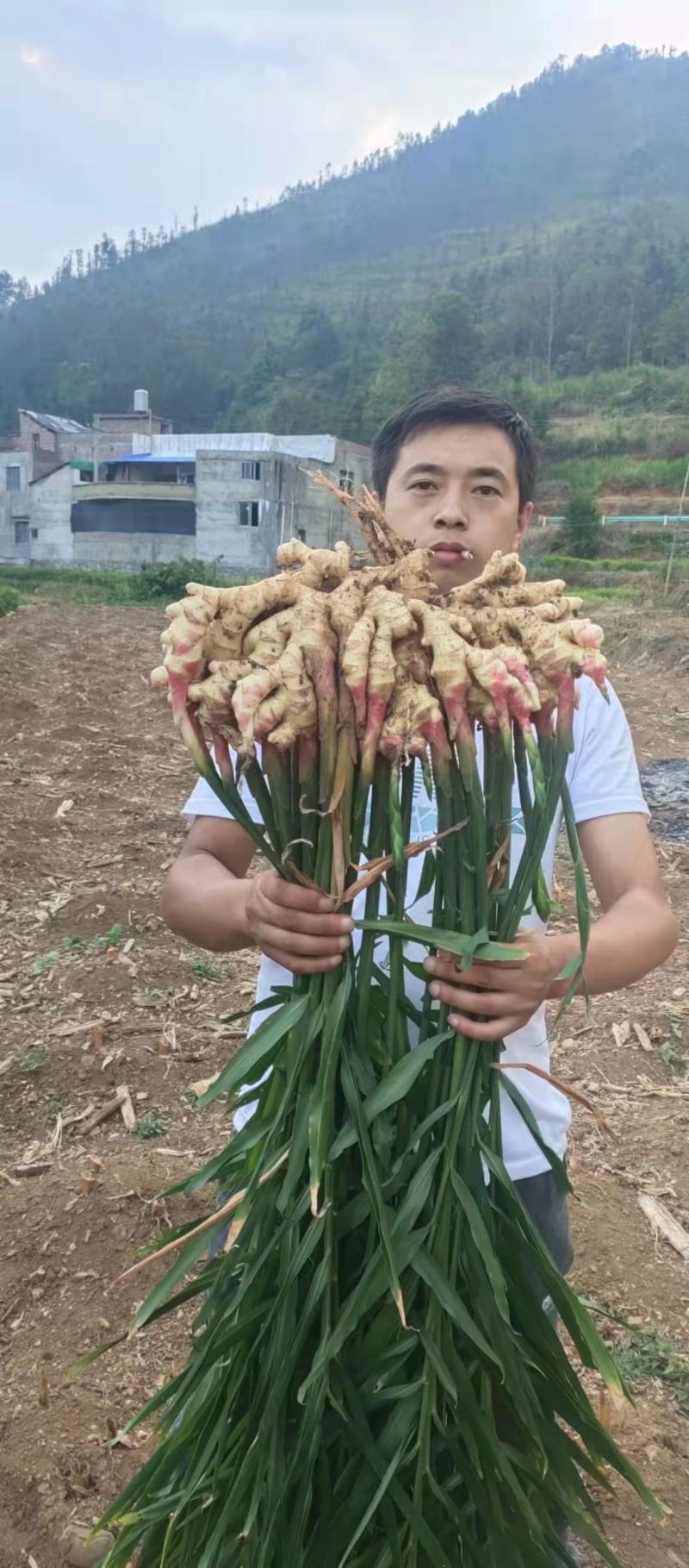 贵州正宗，二黄姜，口感，辣味十足，欢迎各位老板前来订，