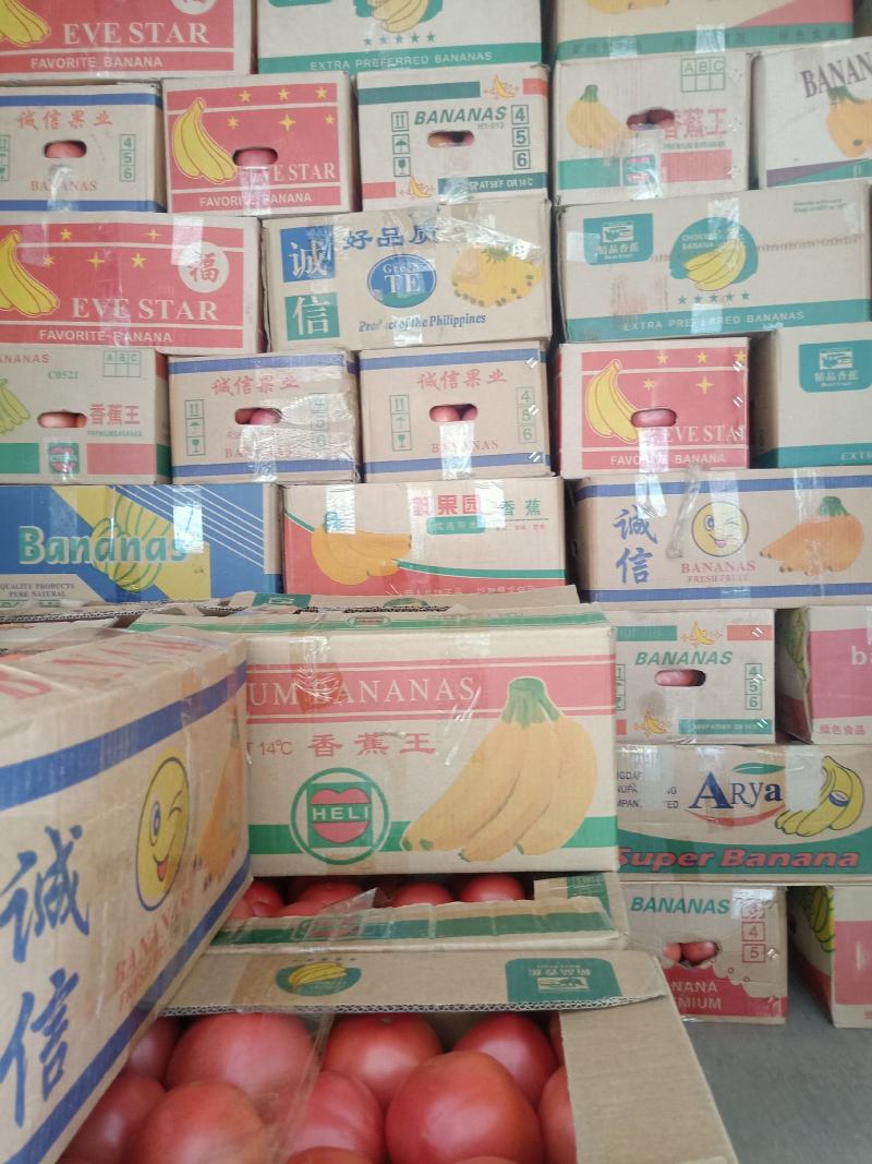 新乐硬粉西红柿产地直供