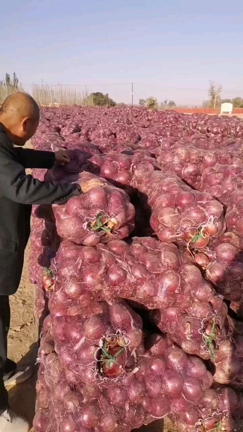 红皮洋葱，黄皮洋葱，产地金乡和甘肃，出口，国内。