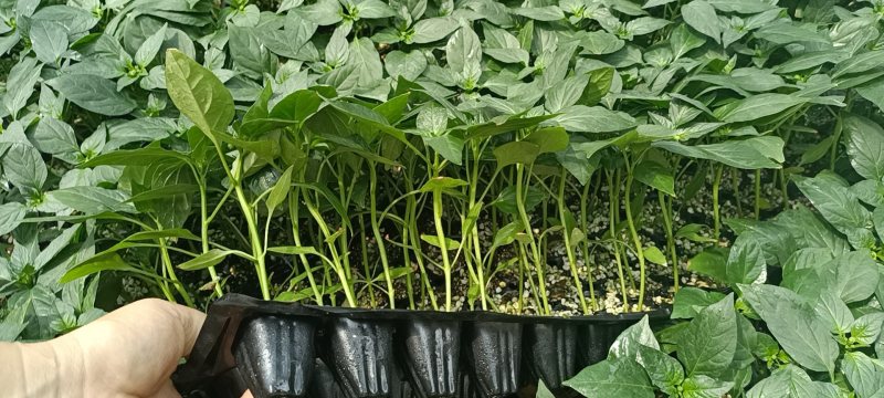 牛角椒苗大果尖椒苗根系发达易成活商品性好