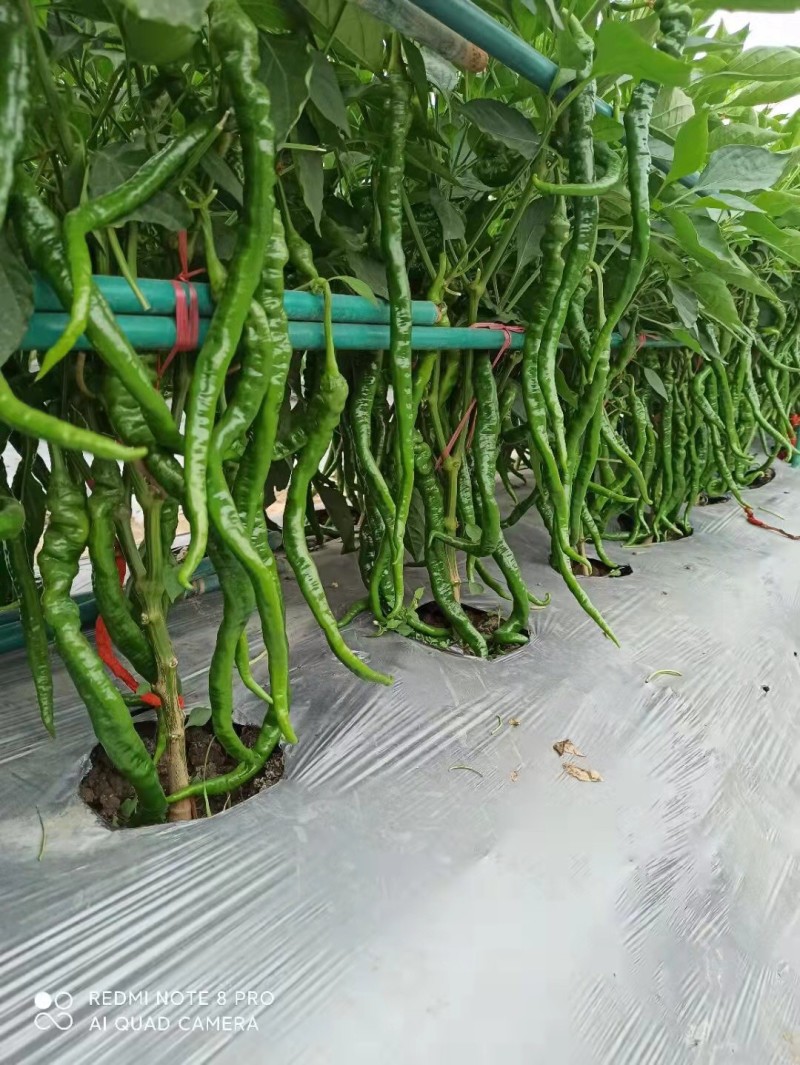 线椒苗越冬线椒苗黑线黄线辣椒苗抗病易成活