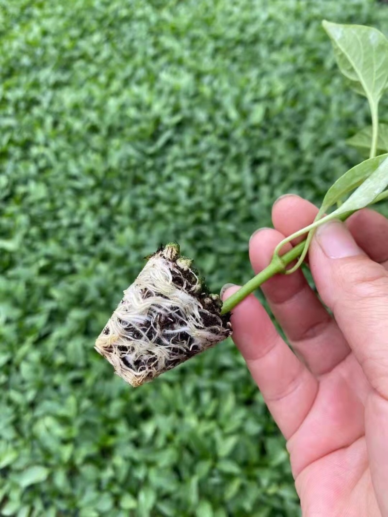 线椒苗越冬线椒苗黑线黄线辣椒苗抗病易成活