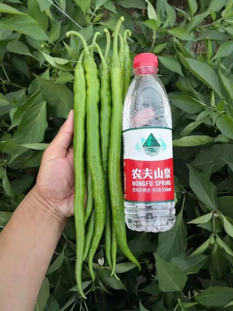 线椒苗越冬线椒苗黑线黄线辣椒苗抗病易成活
