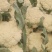 精品花菜，