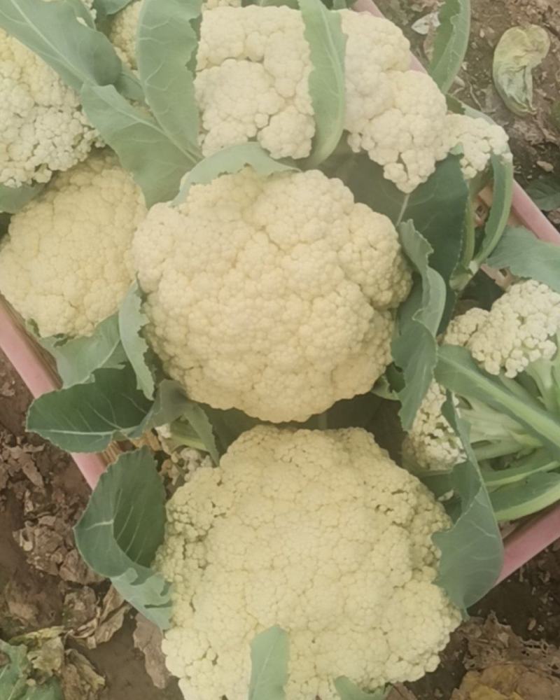 精品花菜，