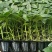 二荆条辣椒苗二金条辣椒苗中早熟品种露天定植抗病性好