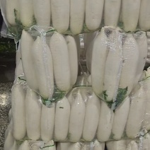 精品萝卜白萝卜红皮萝卜一年四季供应支持打款发货