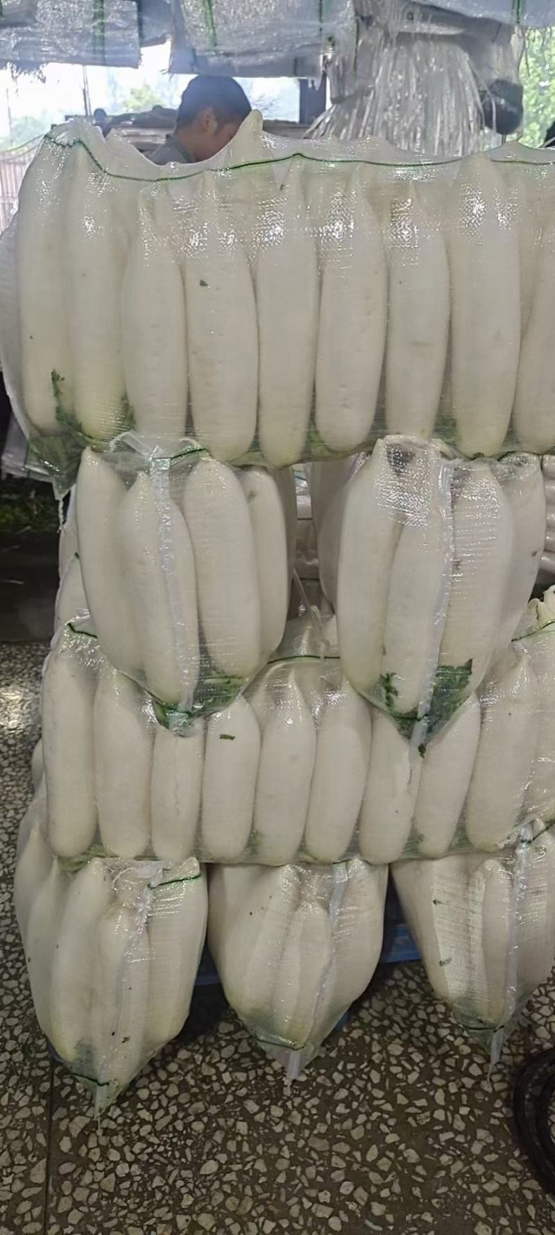 精品萝卜白萝卜红皮萝卜一年四季供应支持打款发货