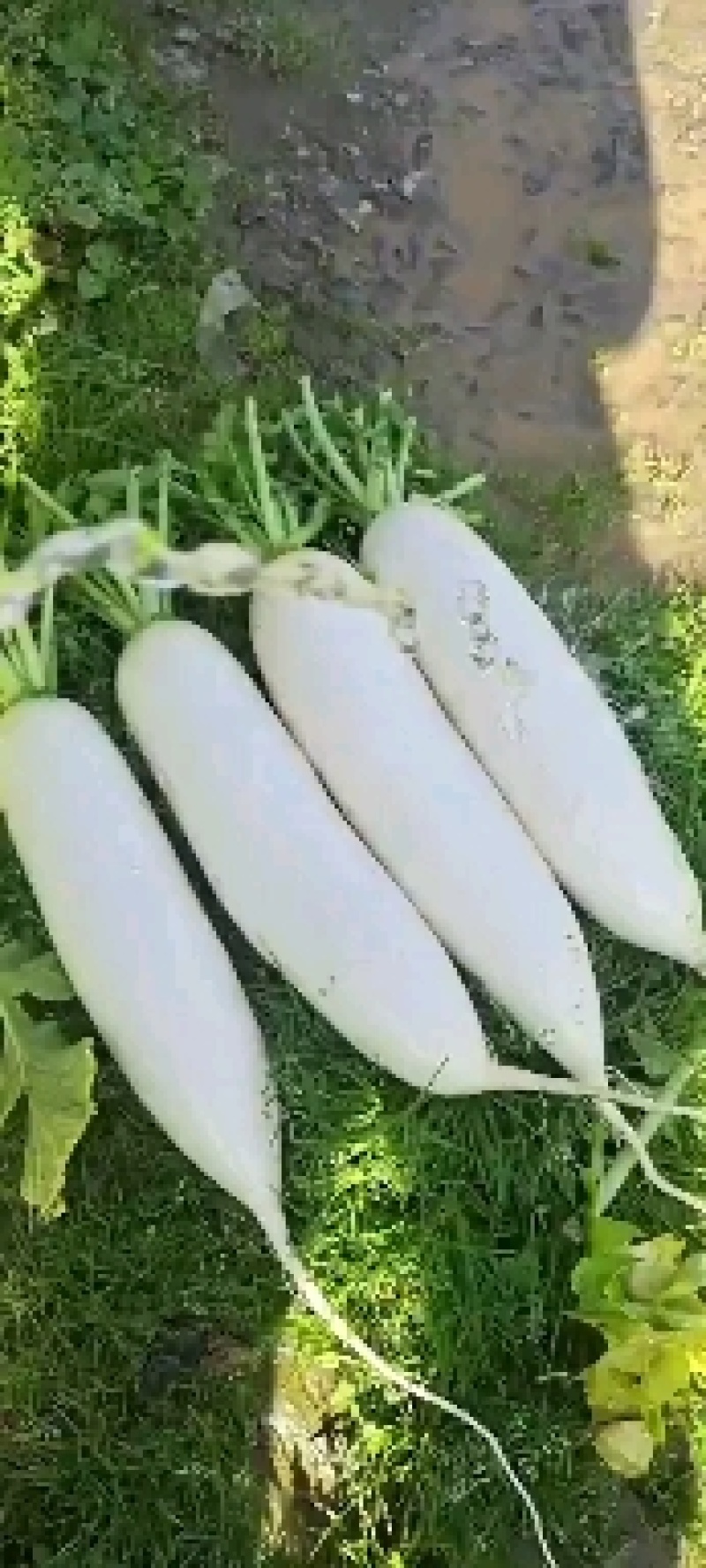 精品萝卜白萝卜红皮萝卜一年四季供应支持打款发货