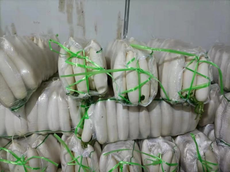 精品萝卜白萝卜红皮萝卜一年四季供应支持打款发货