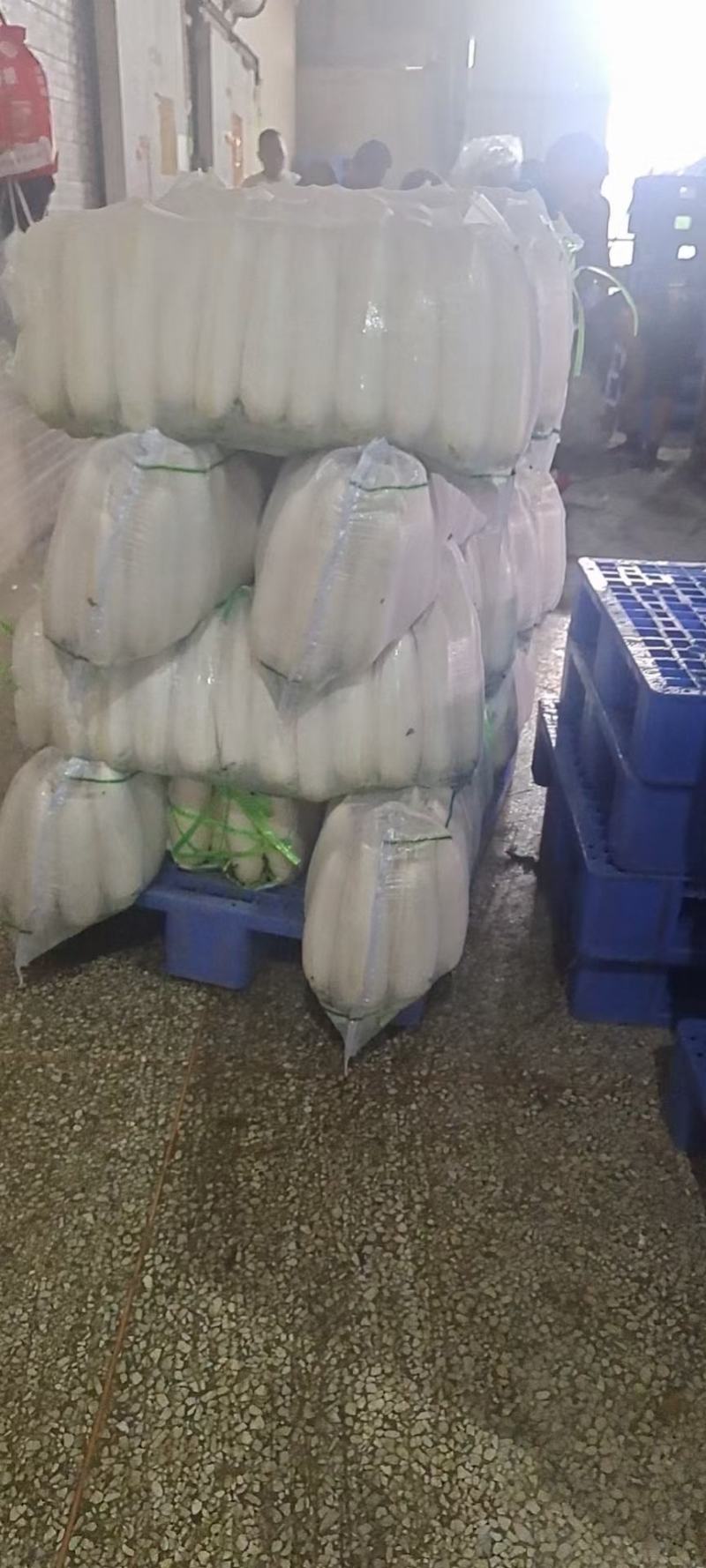 精品萝卜白萝卜红皮萝卜一年四季供应支持打款发货