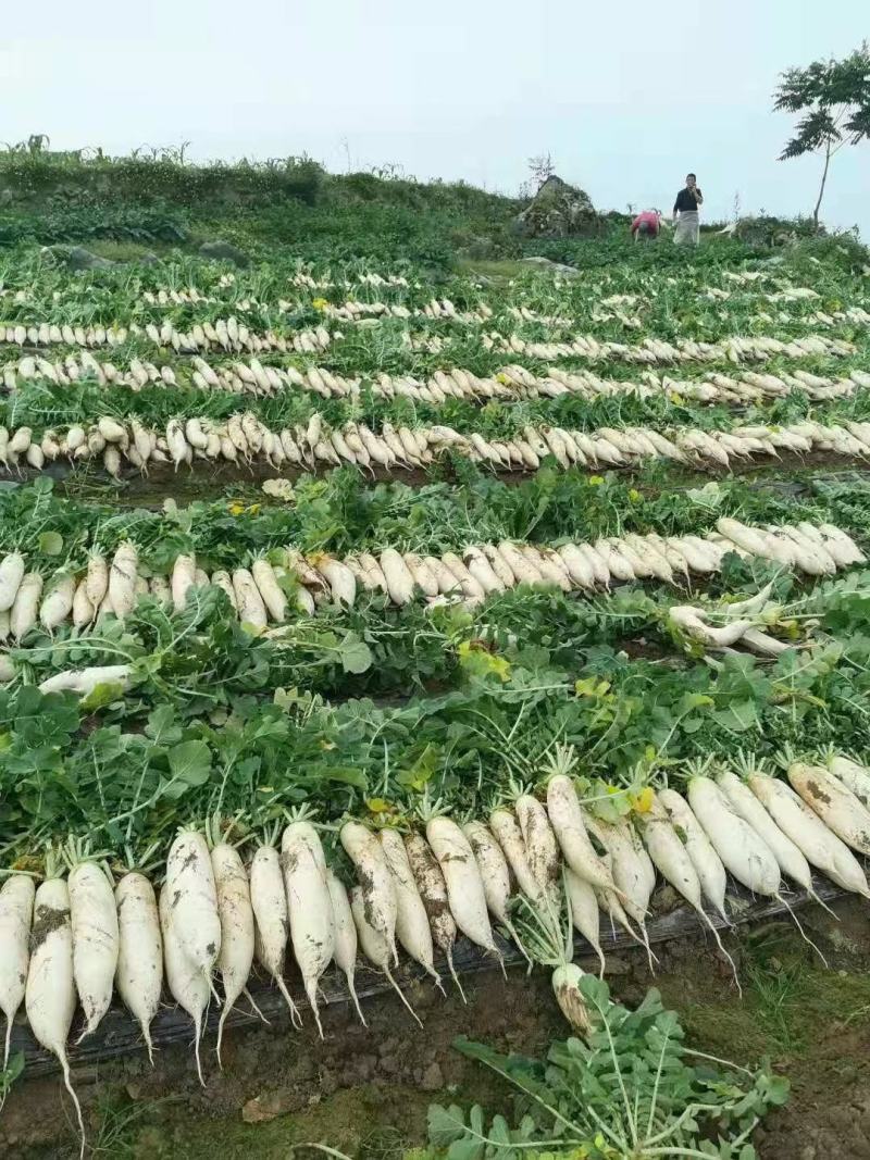 精品萝卜白萝卜红皮萝卜一年四季供应支持打款发货