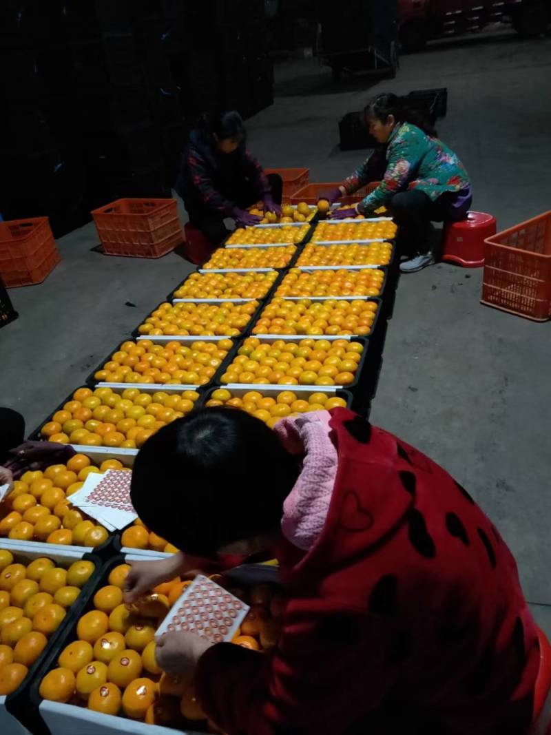 云南特早蜜桔大芬蜜橘皮薄多汁果形扁平，全国代发质量好