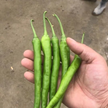 杭椒苗砀椒苗根系发达易成活商品性好