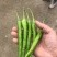 杭椒苗砀椒苗根系发达易成活商品性好