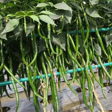 线椒苗红线椒苗越夏线椒苗坐果能力强抗病性高