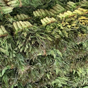优质莴苣大量上市中，红尖叶莴苣欢迎来电垂询！
