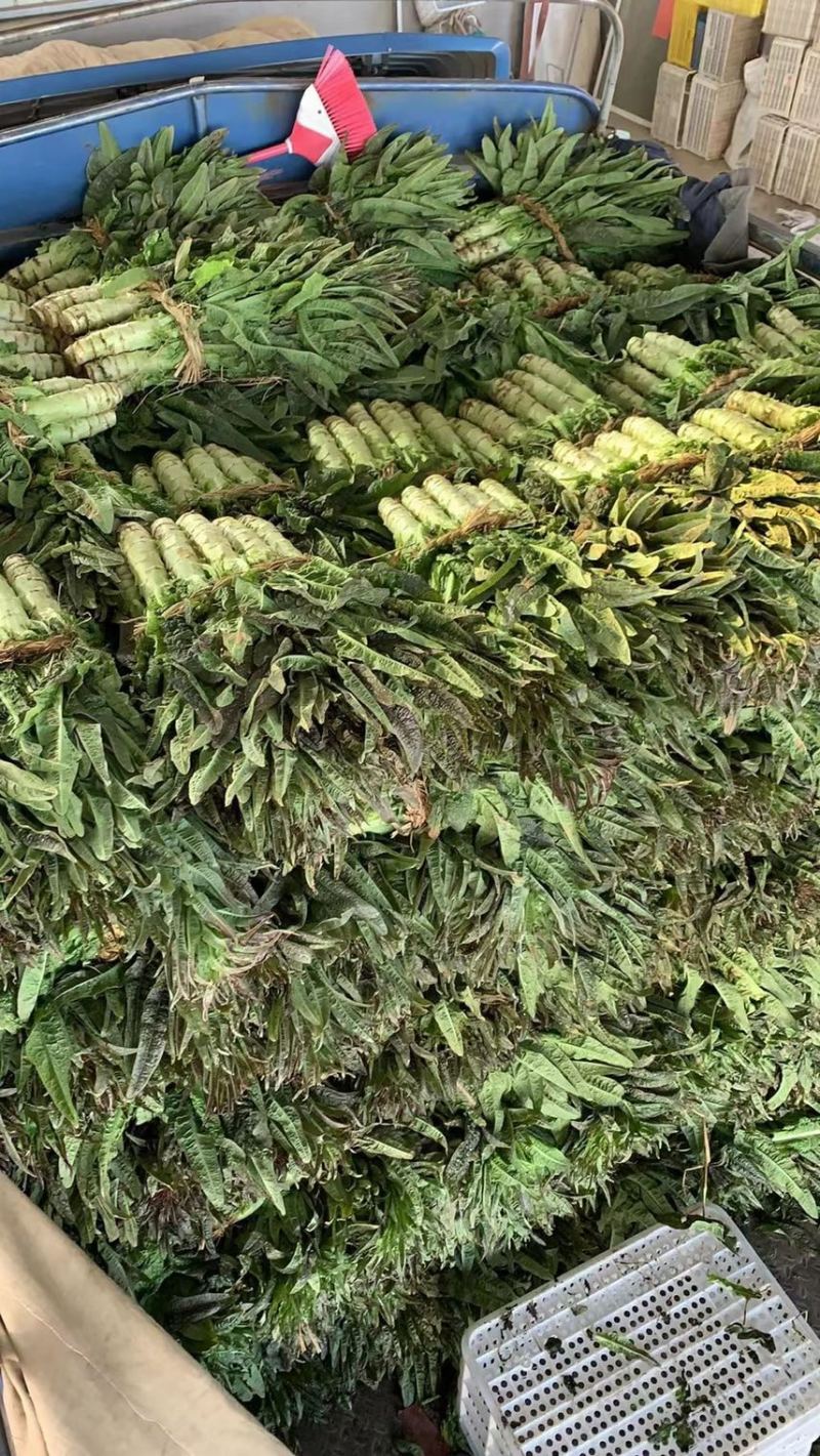 优质莴苣大量上市中，红尖叶莴苣欢迎来电垂询！