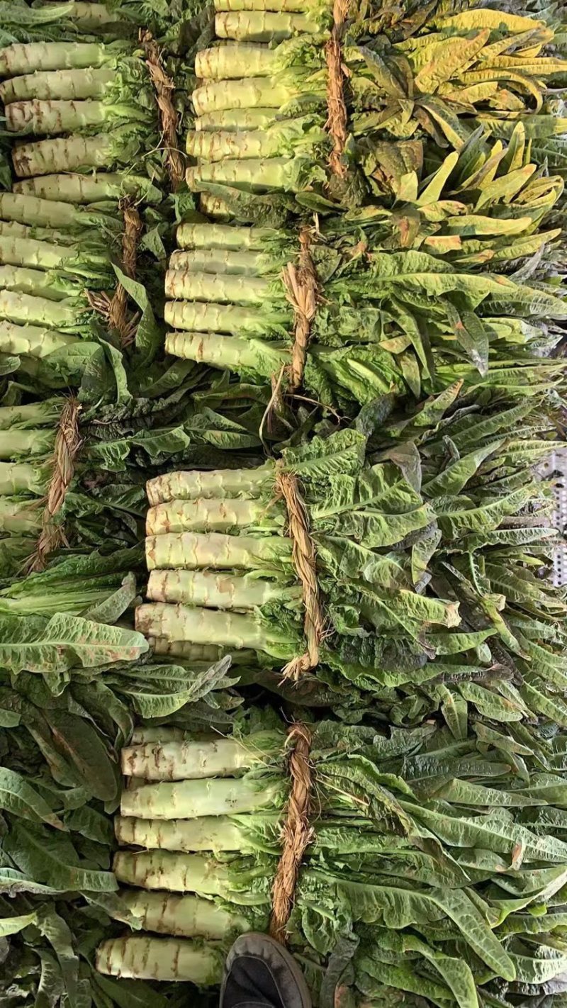 优质莴苣大量上市中，红尖叶莴苣欢迎来电垂询！