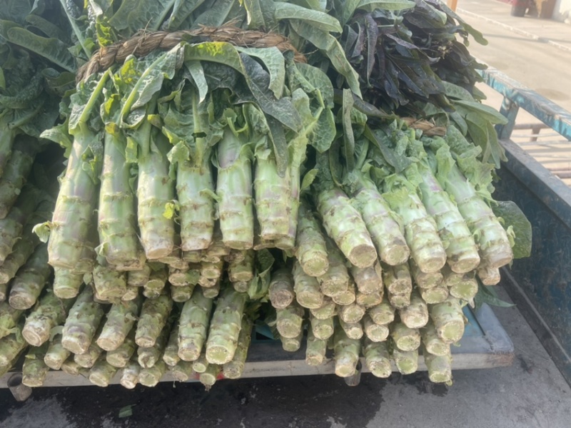 优质莴苣大量上市中，红尖叶莴苣欢迎来电垂询！