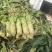 优质莴苣大量上市中，红尖叶莴苣欢迎来电垂询！