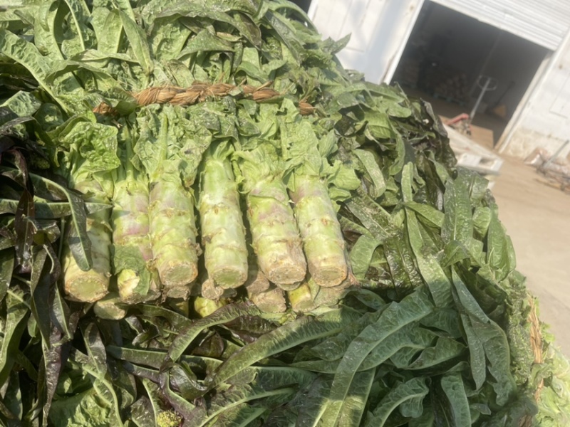 优质莴苣大量上市中，红尖叶莴苣欢迎来电垂询！